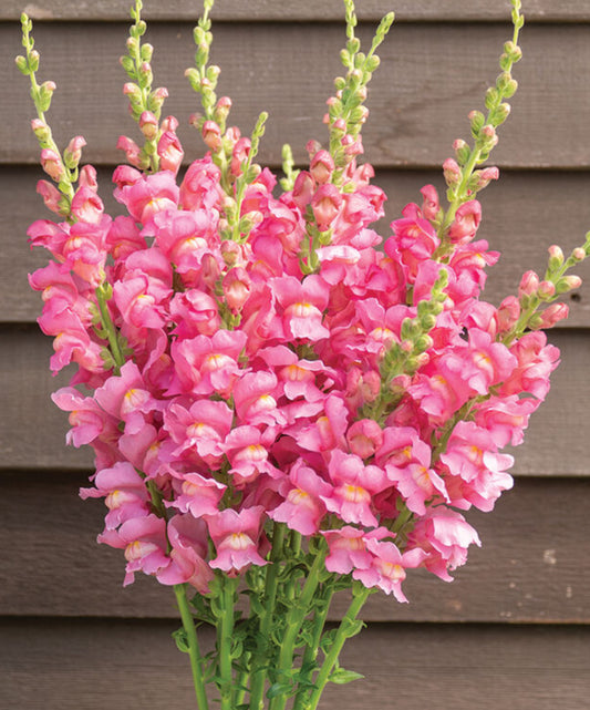 Snapdragon seedlings - light rose (6)