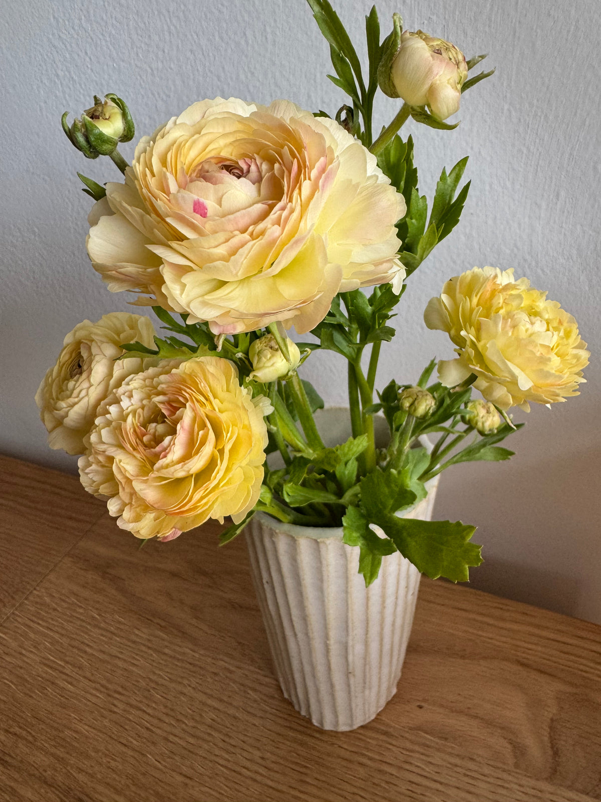 Romance Hydra Ranunculus (5 corms)