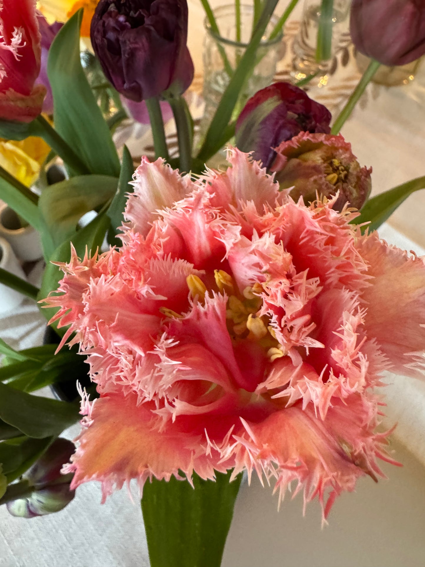 Cairns Tulips (10 bulbs)