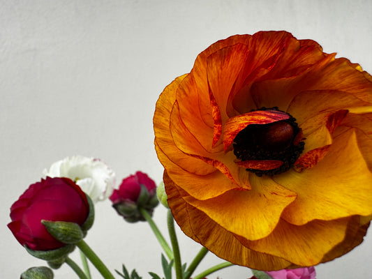 Tecolote Cafe Ranunculus (10 corms)