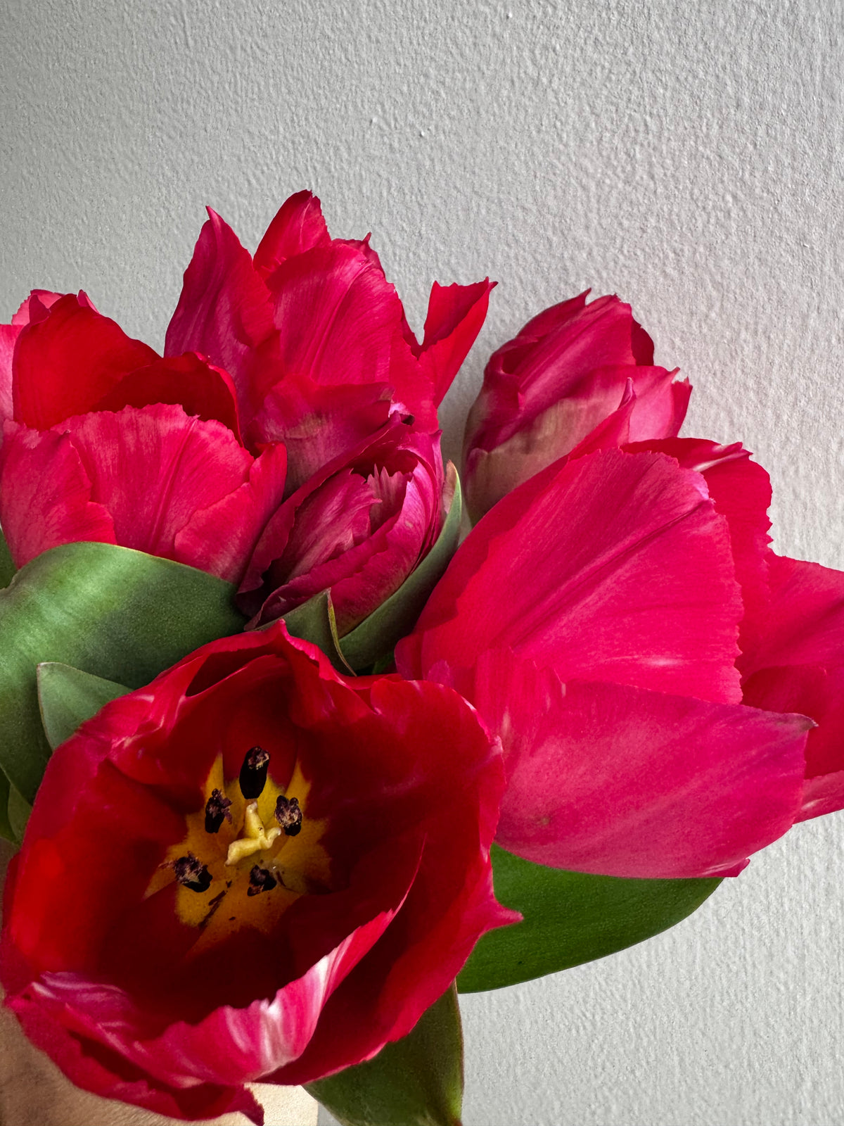 Lady Van Eijk Tulips (10 bulbs)