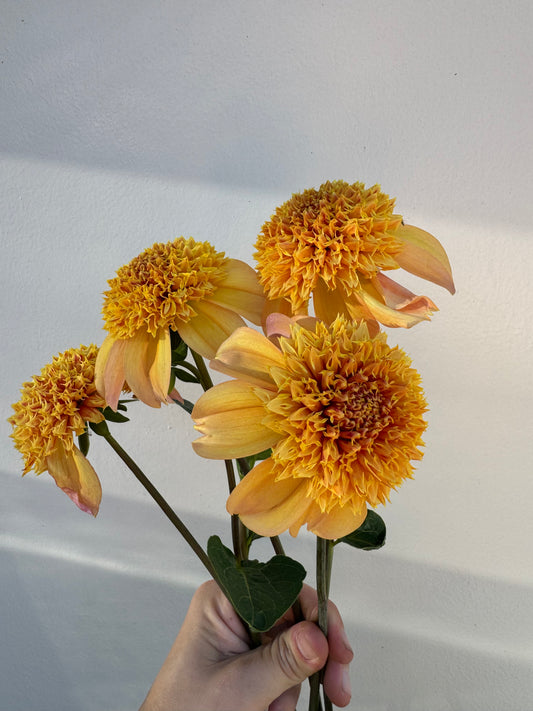 A close-up image of a handful of Sandia Brocade dahlia flowers with gold and coffee-colored petals, surrounded by green foliage.