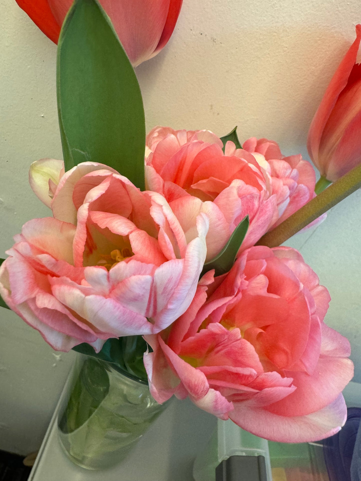 Foxtrot (10 tulip bulbs)