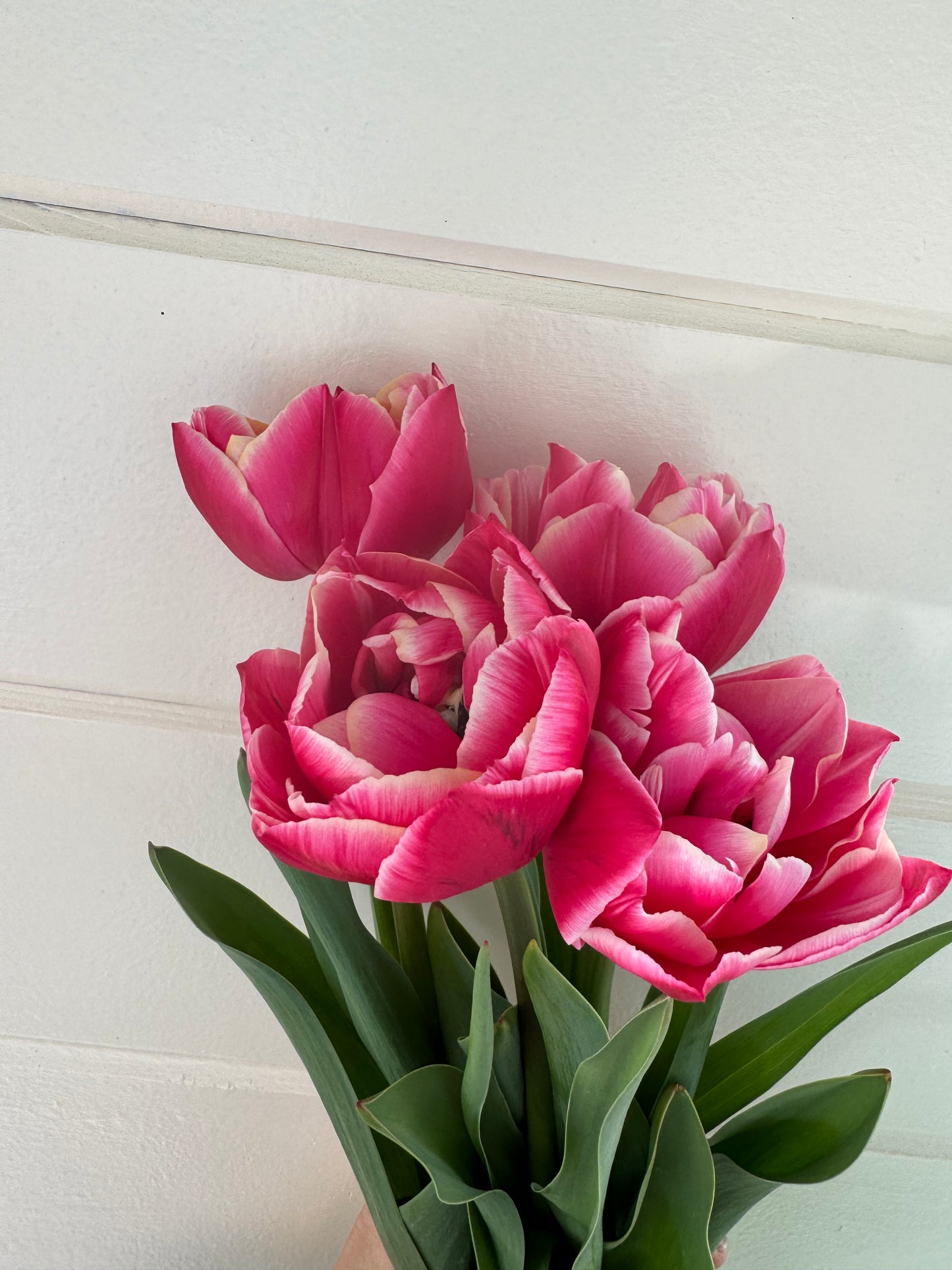 Columbus Tulips (10 bulbs)