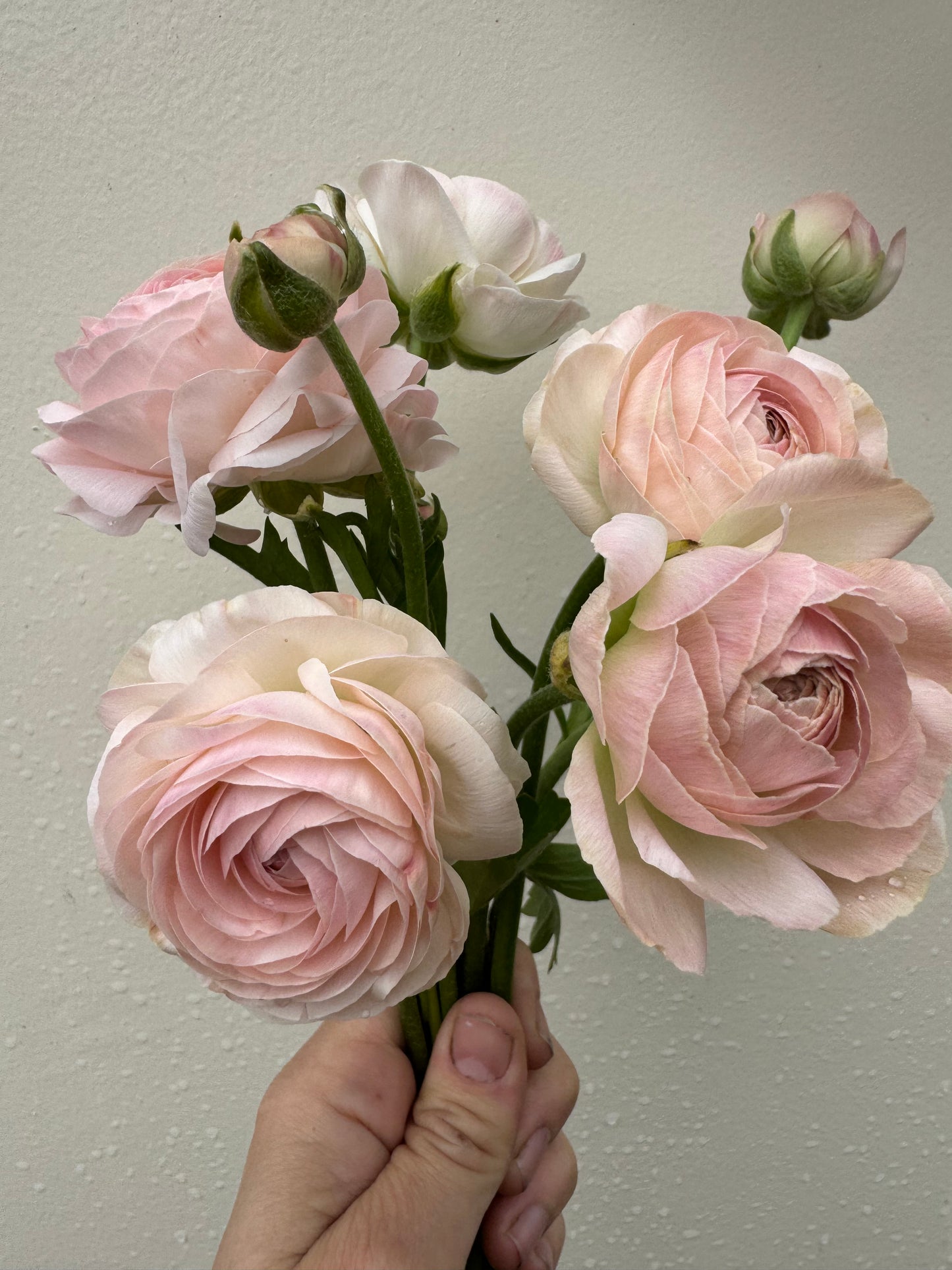 Ranunculus - Romance Maritime (5 corms)