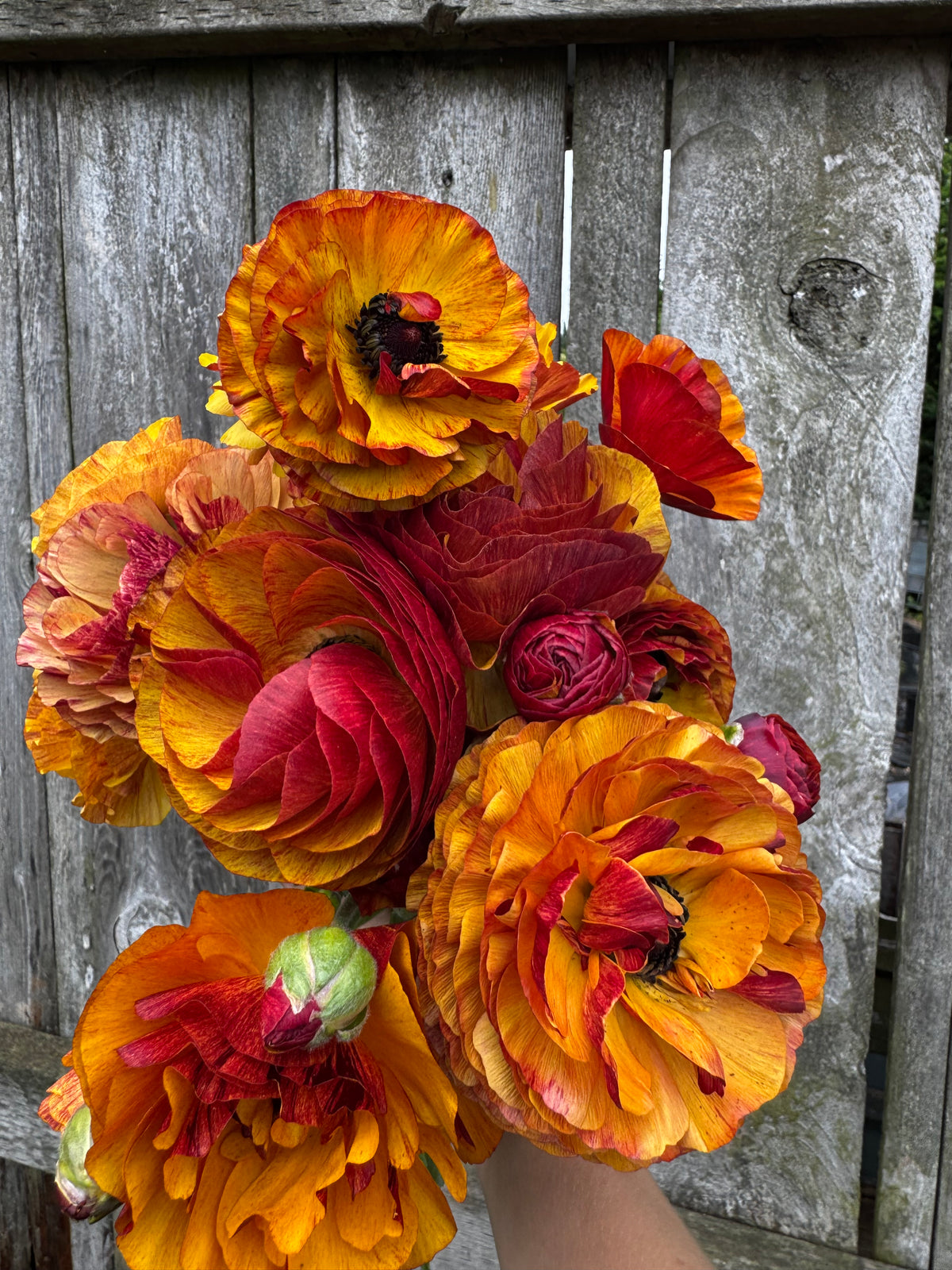 Tecolote Cafe Ranunculus (10 corms)
