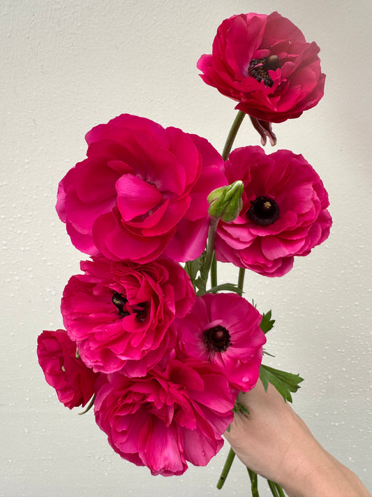 Ranunculus pink mix (10 corms)