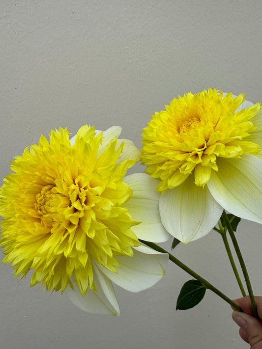 Summertime Sandia Dahlia Cutting