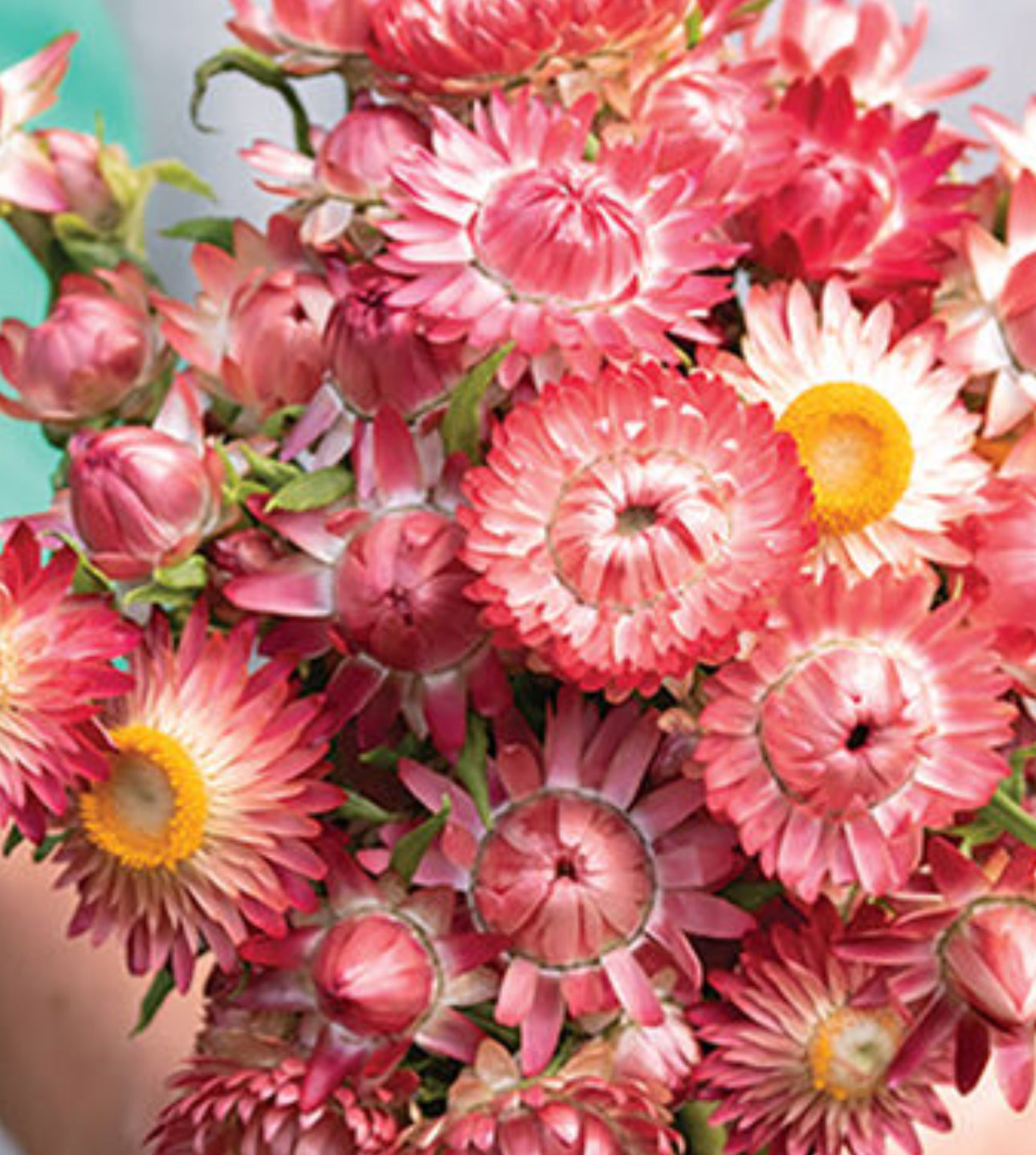 Strawflower seedlings - raspberry rose (6)