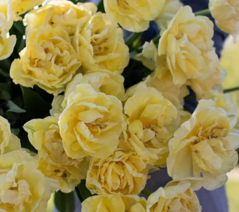 Avants Garde Tulip (10 bulbs)