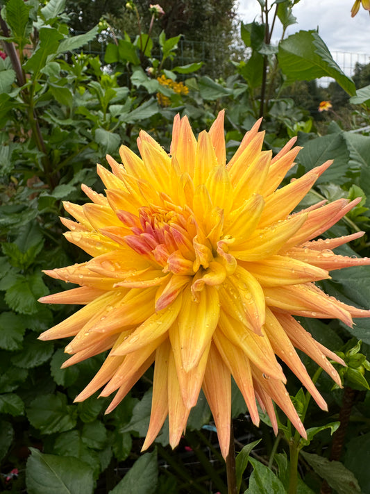 Star
