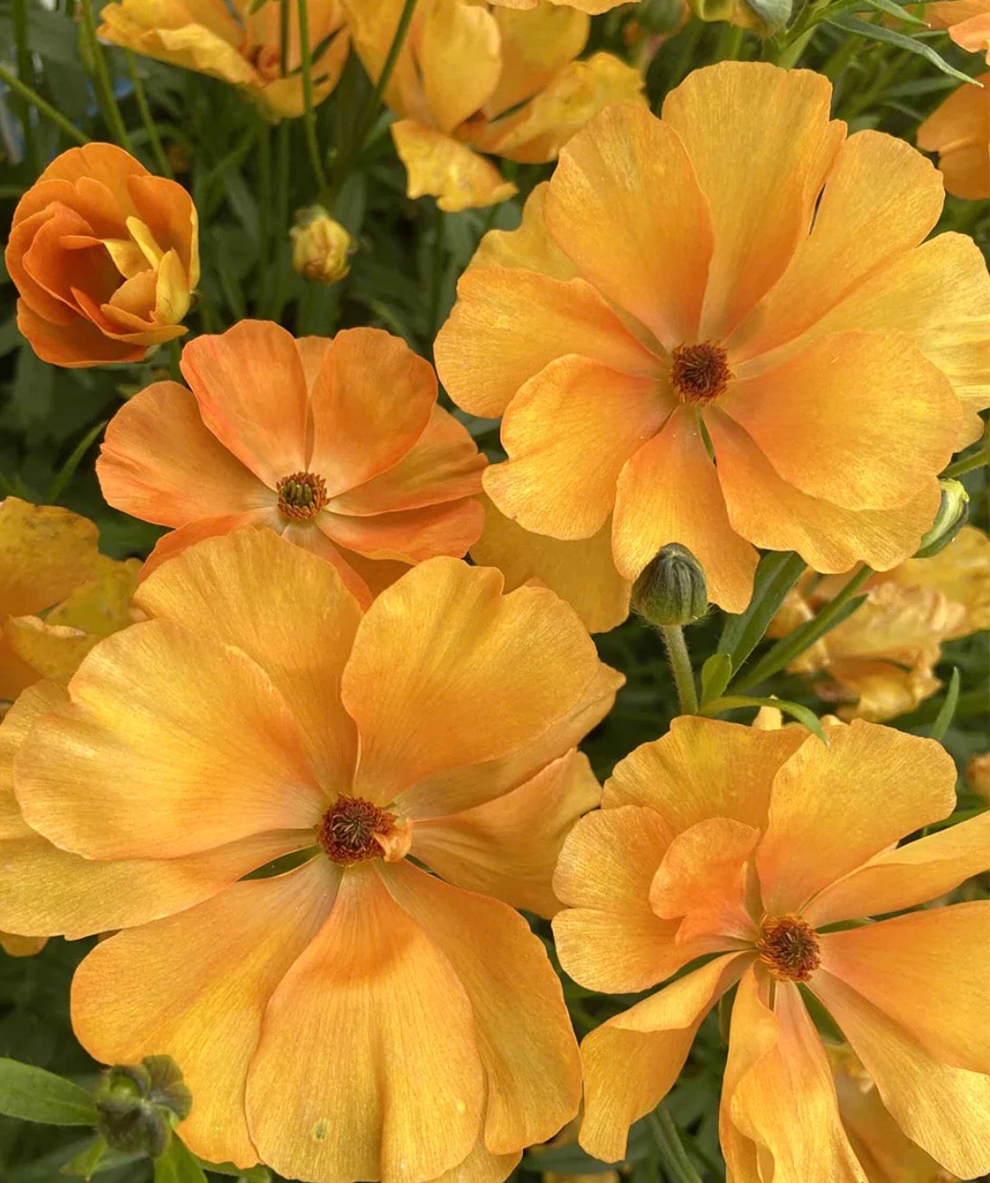 Butterfly Ranunculus - Charis (5 corms)