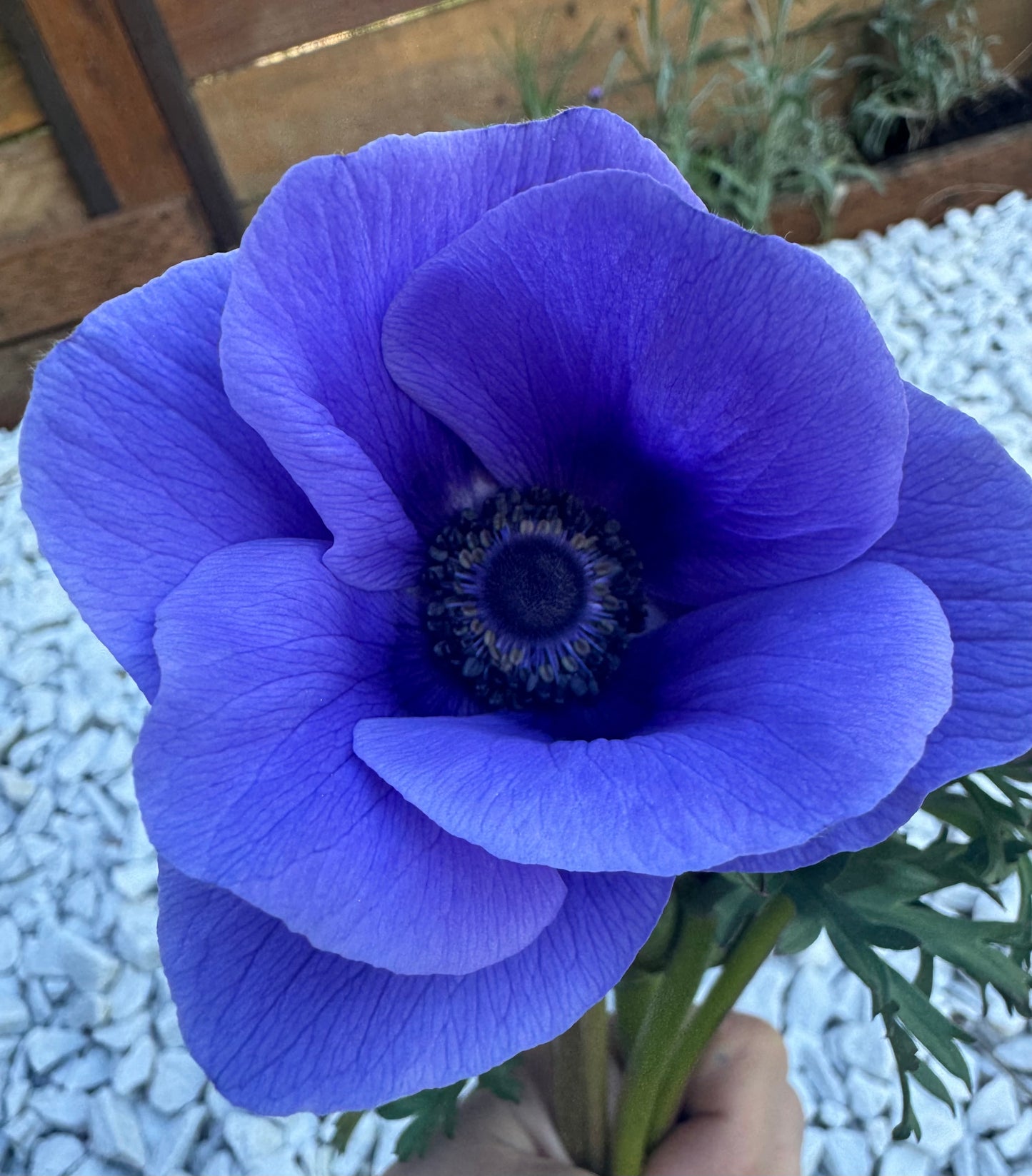 Blue Anemones (10 corms)
