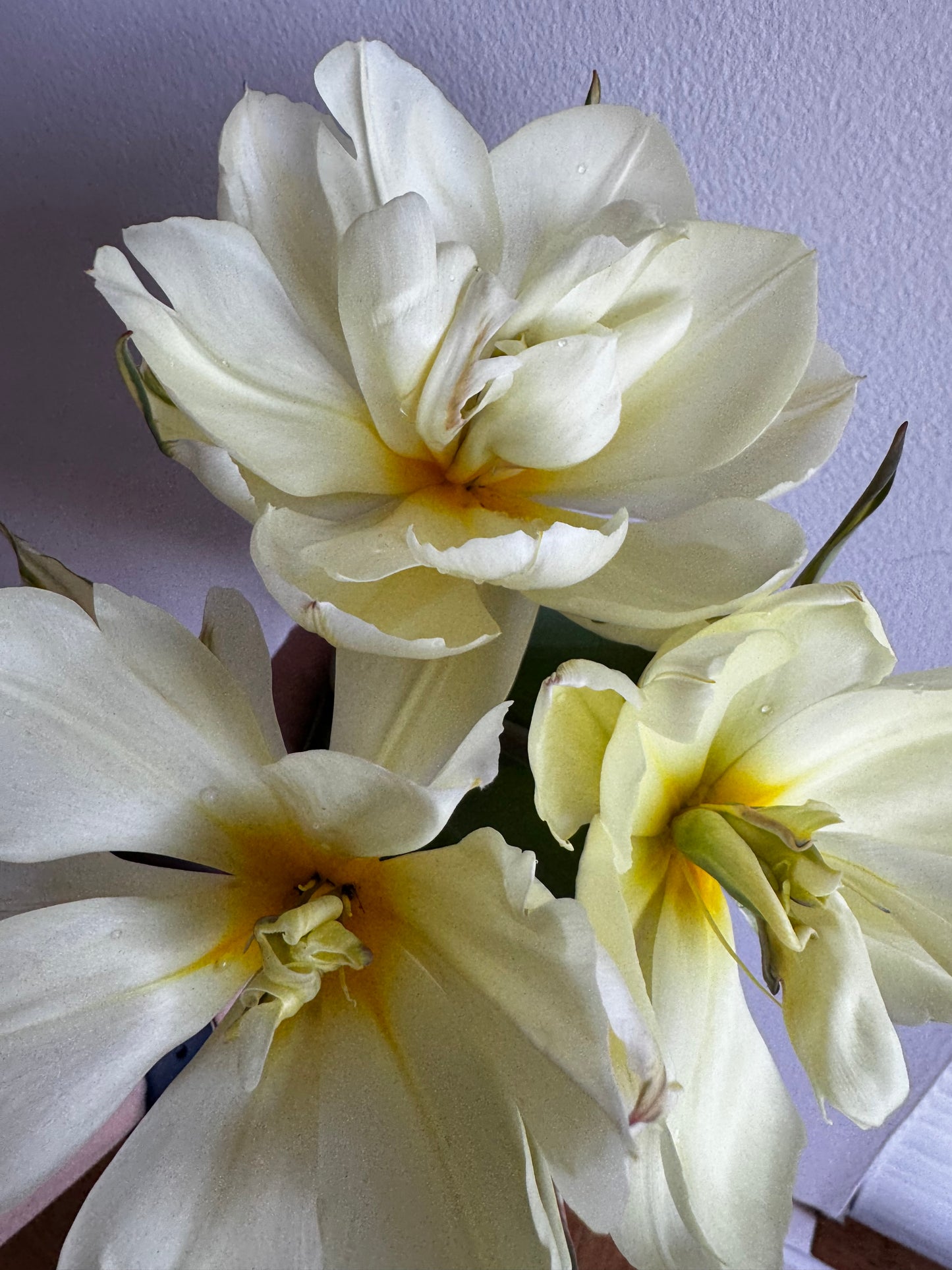Exotic Emperor (10 bulbs)