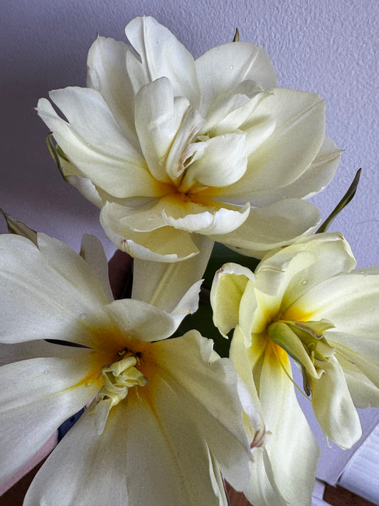 Exotic Emperor (10 bulbs)