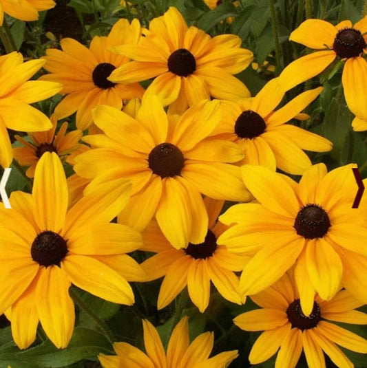 Rudbeckia - Indian Summer (6)