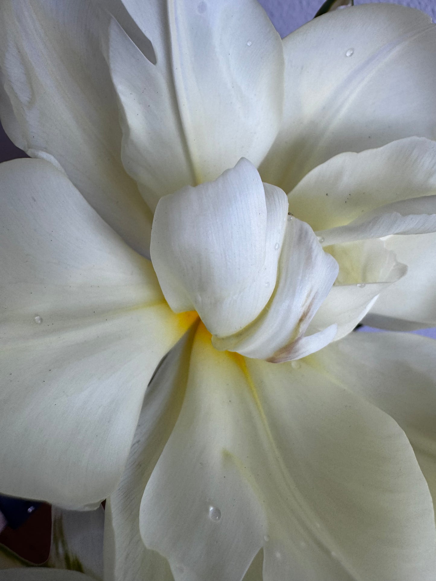 Exotic Emperor (10 bulbs)