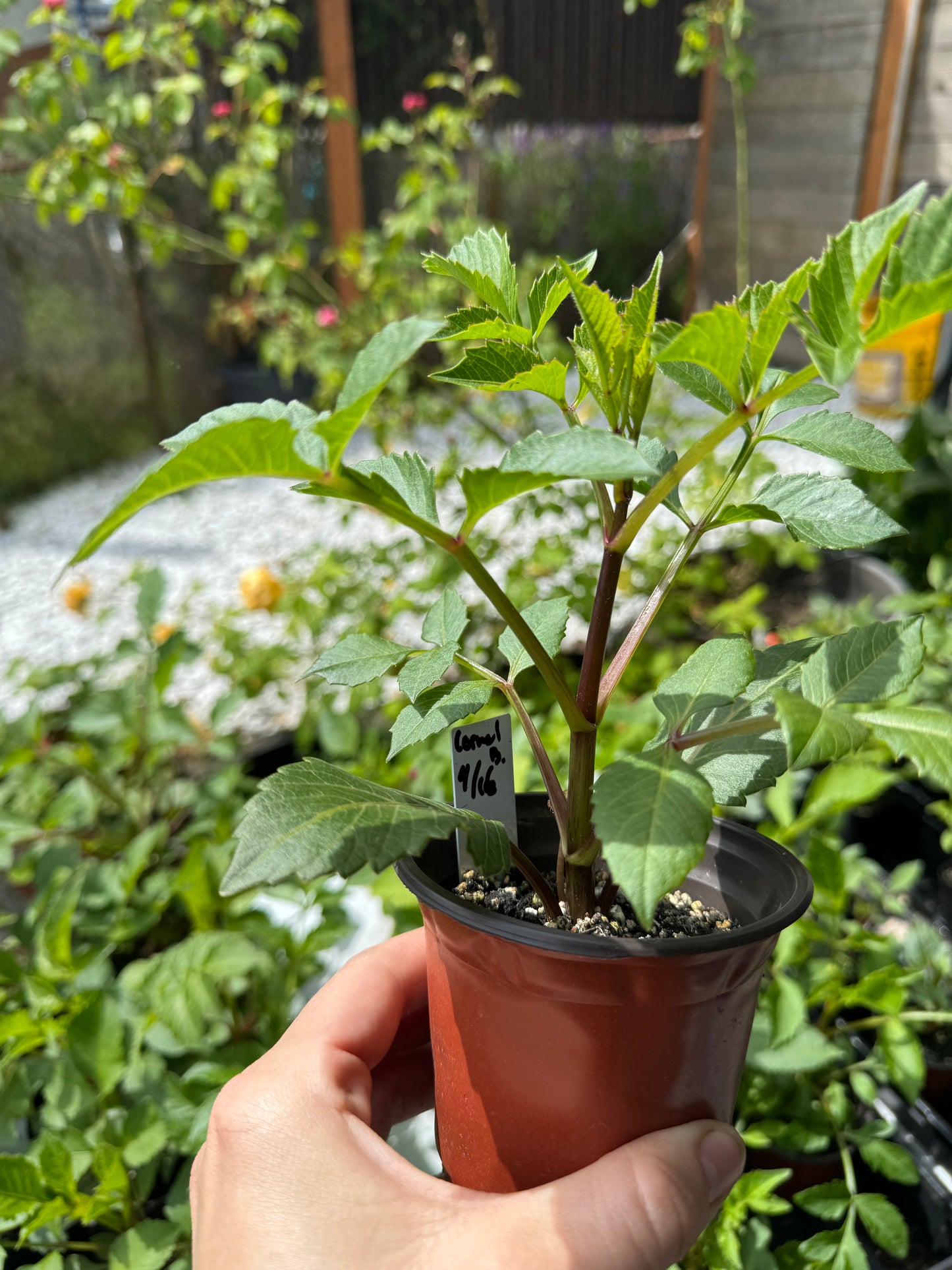 Chewy Dahlia Cutting