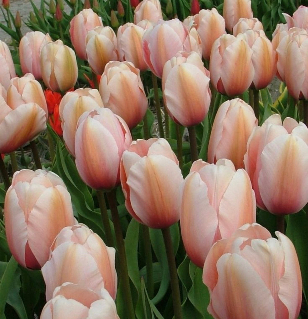 Salmon Impression Tulips (10 bulbs)