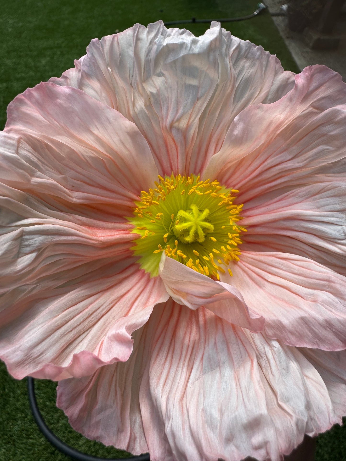Hummingbird poppy seedlings (6 - mixed colors)