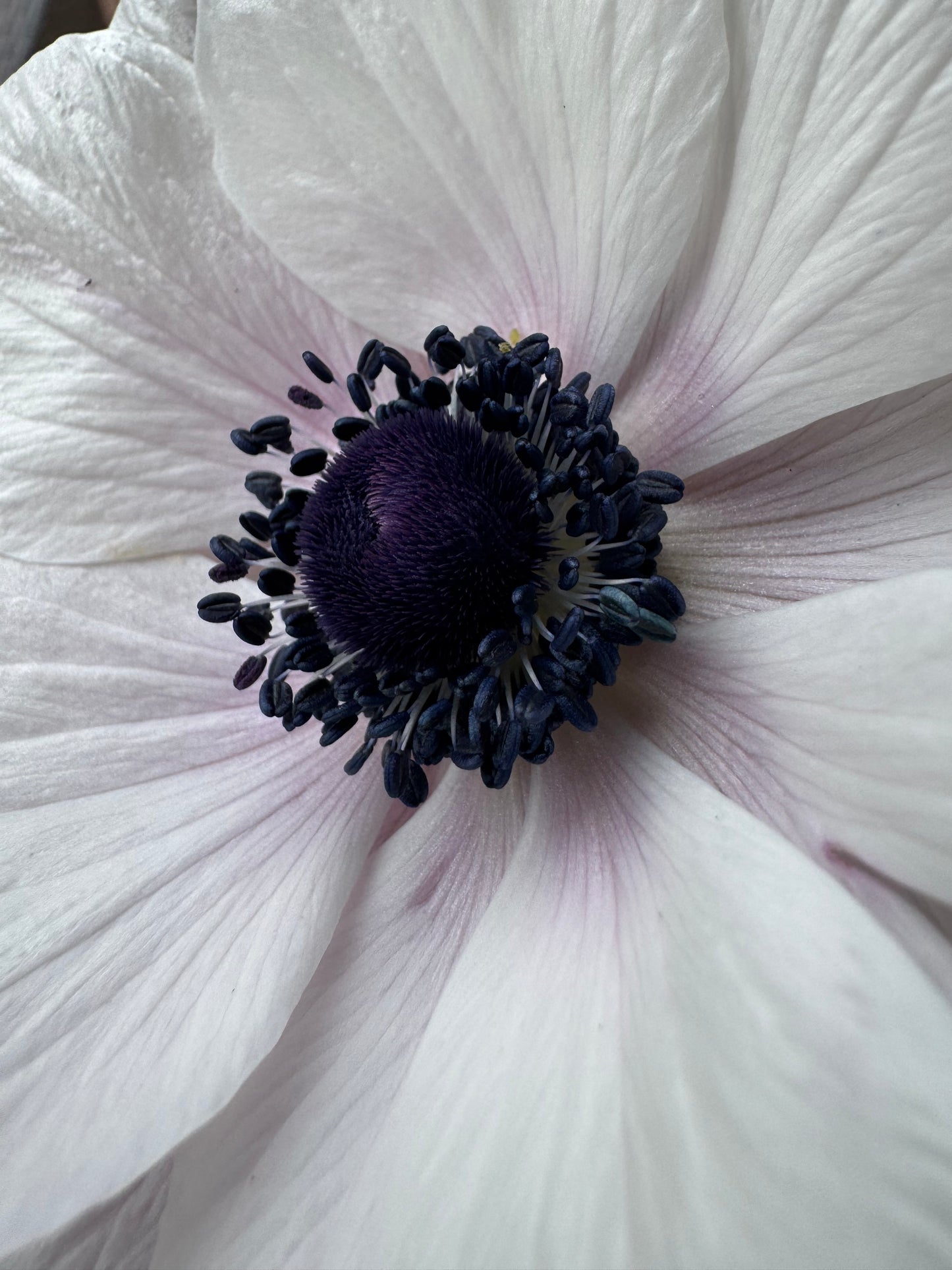 White Anemones (10 corms)