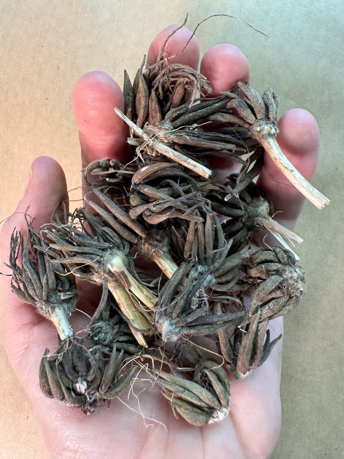 Leftover Ranunculus Corms Grab Bag (50 corms)