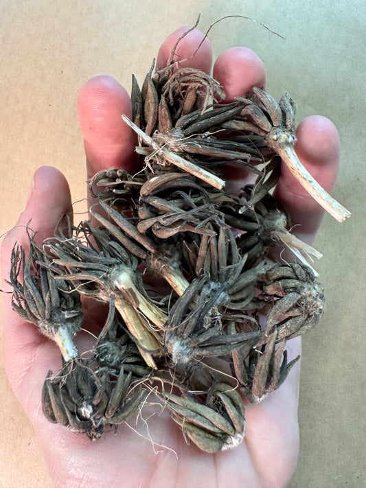 Leftover Ranunculus Corms Grab Bag (50 corms)