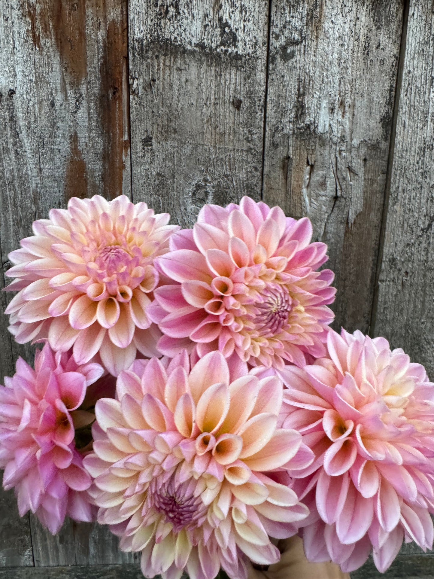 Close-up of pink and cream Coralie dahlia flowers on a wooden surface.