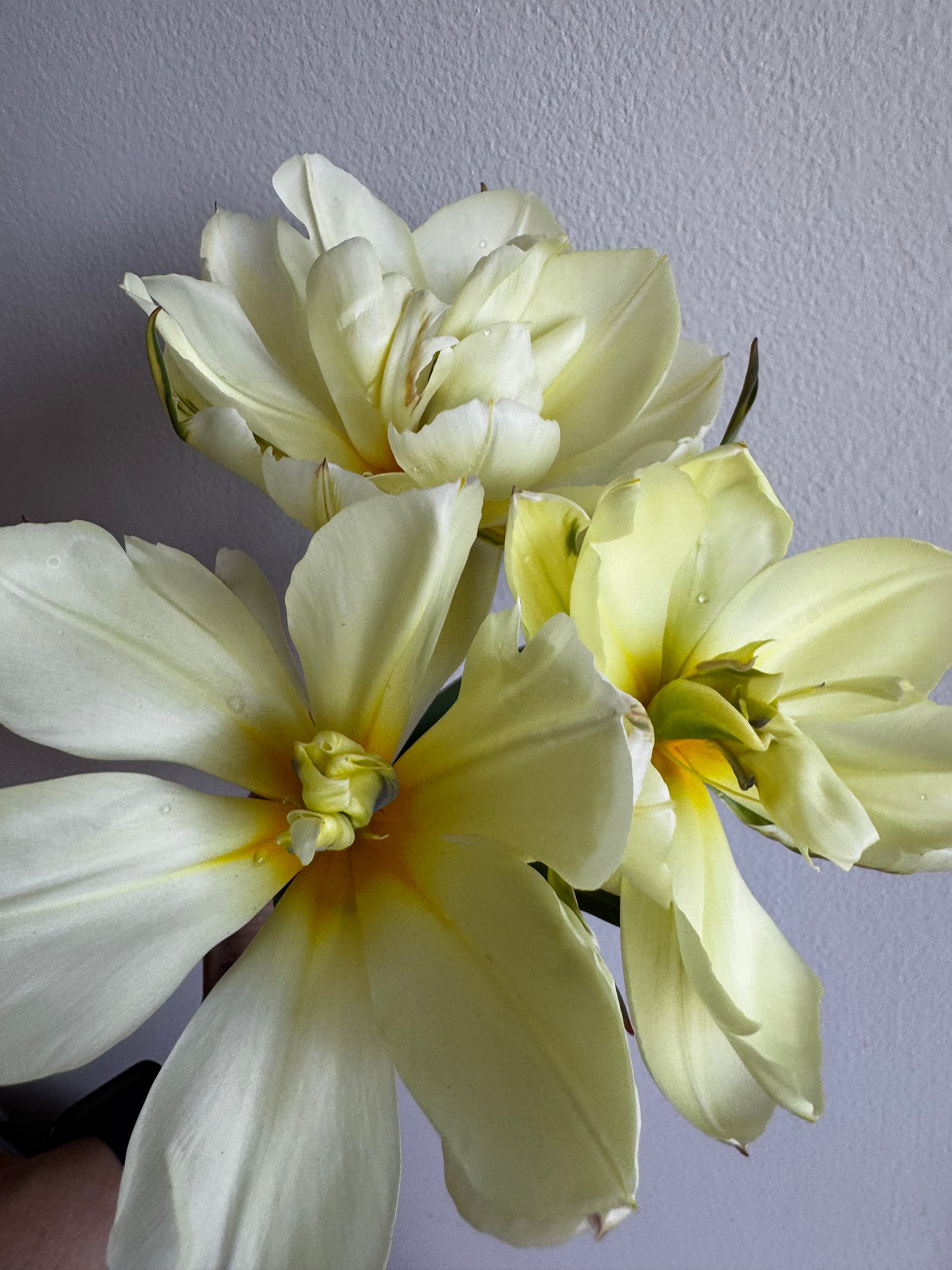 Exotic Emperor (10 bulbs)