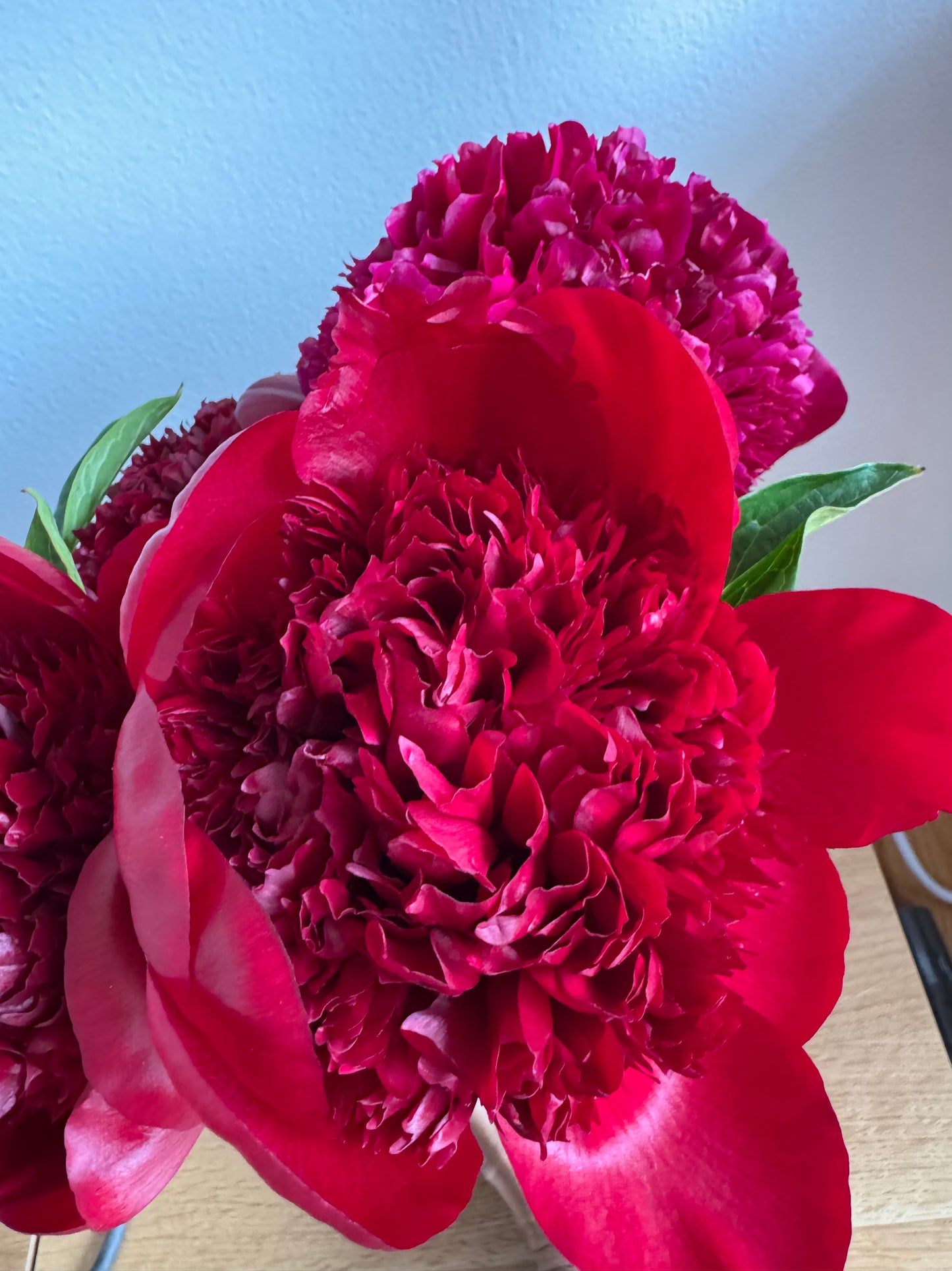 Peony - Red Charm