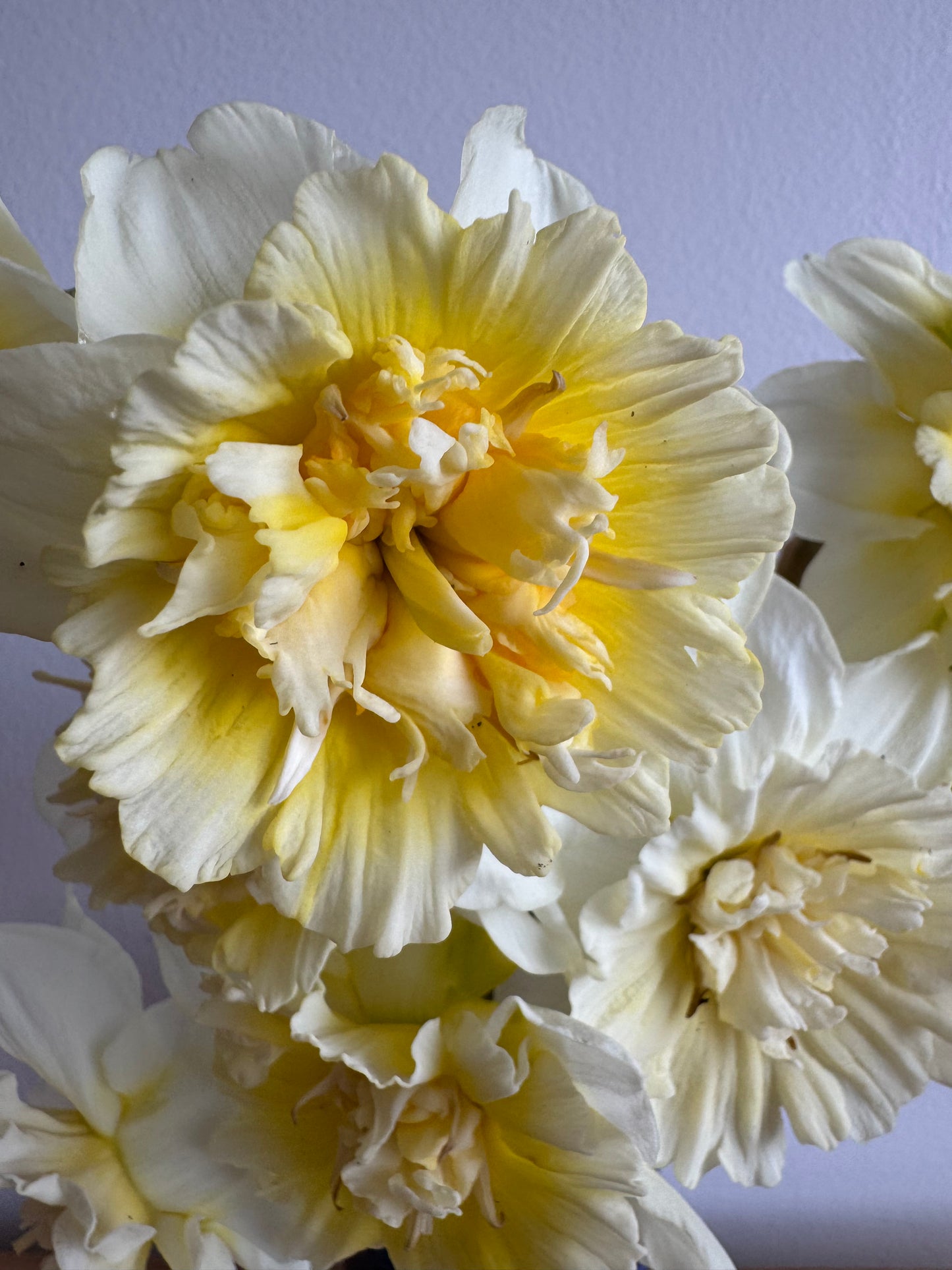 Daffodil - Ice King (10 bulbs)