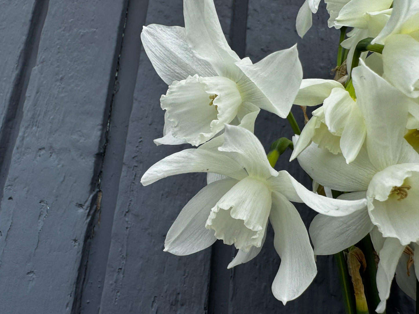 Daffodil - Thalia  (10 bulbs)