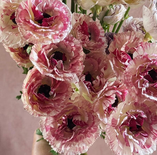 Brushmark Cesar Ranunculus (5 corms)