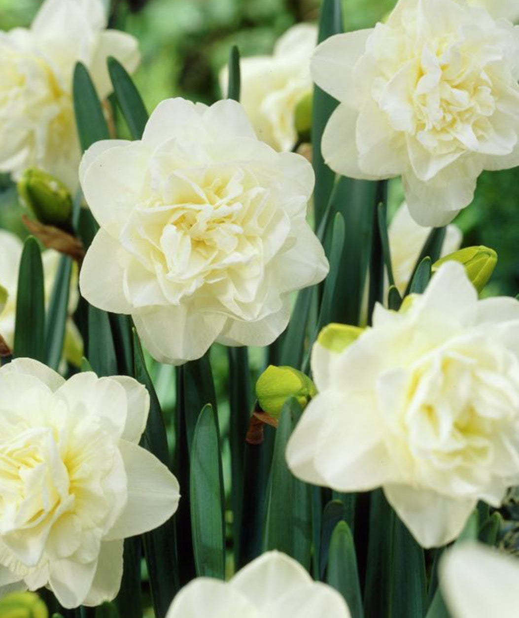 Daffodil - Obdam (10 bulbs)