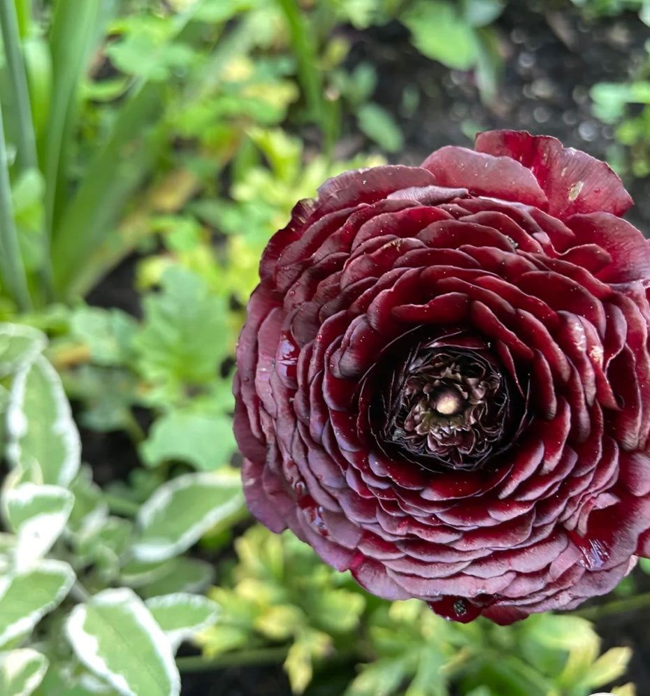 Ranunculus - Romance Perigord (5 corms)