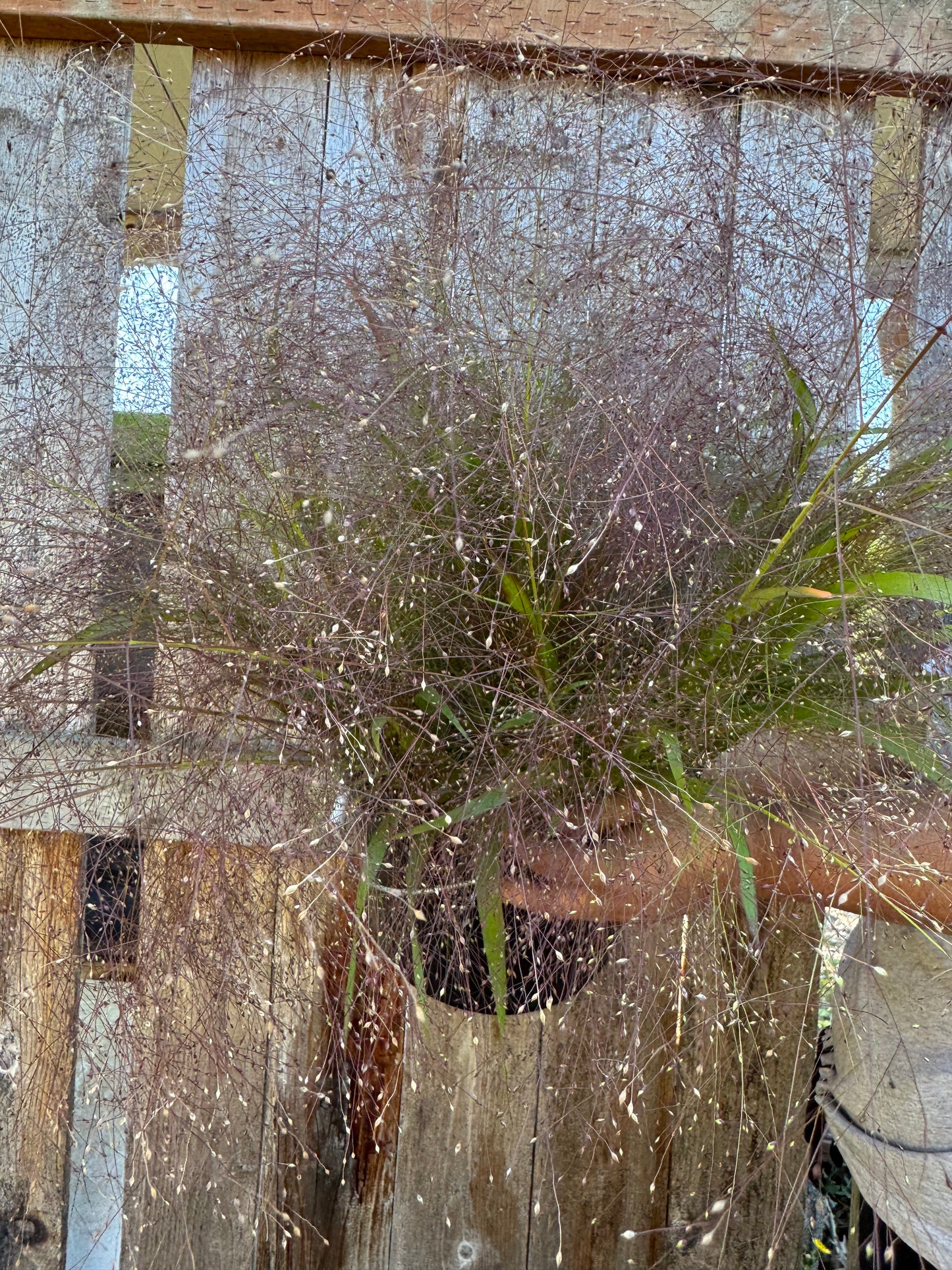 Ornamental grass (6 seedlings)