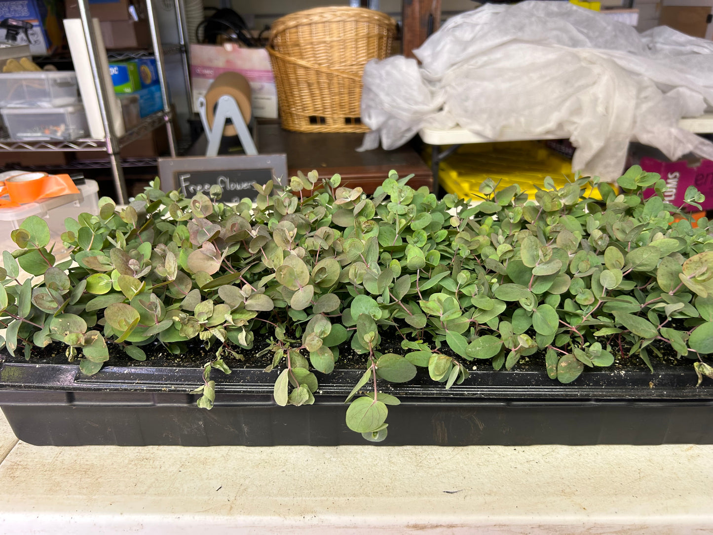 Eucalyptus silver dollar seedlings (6)