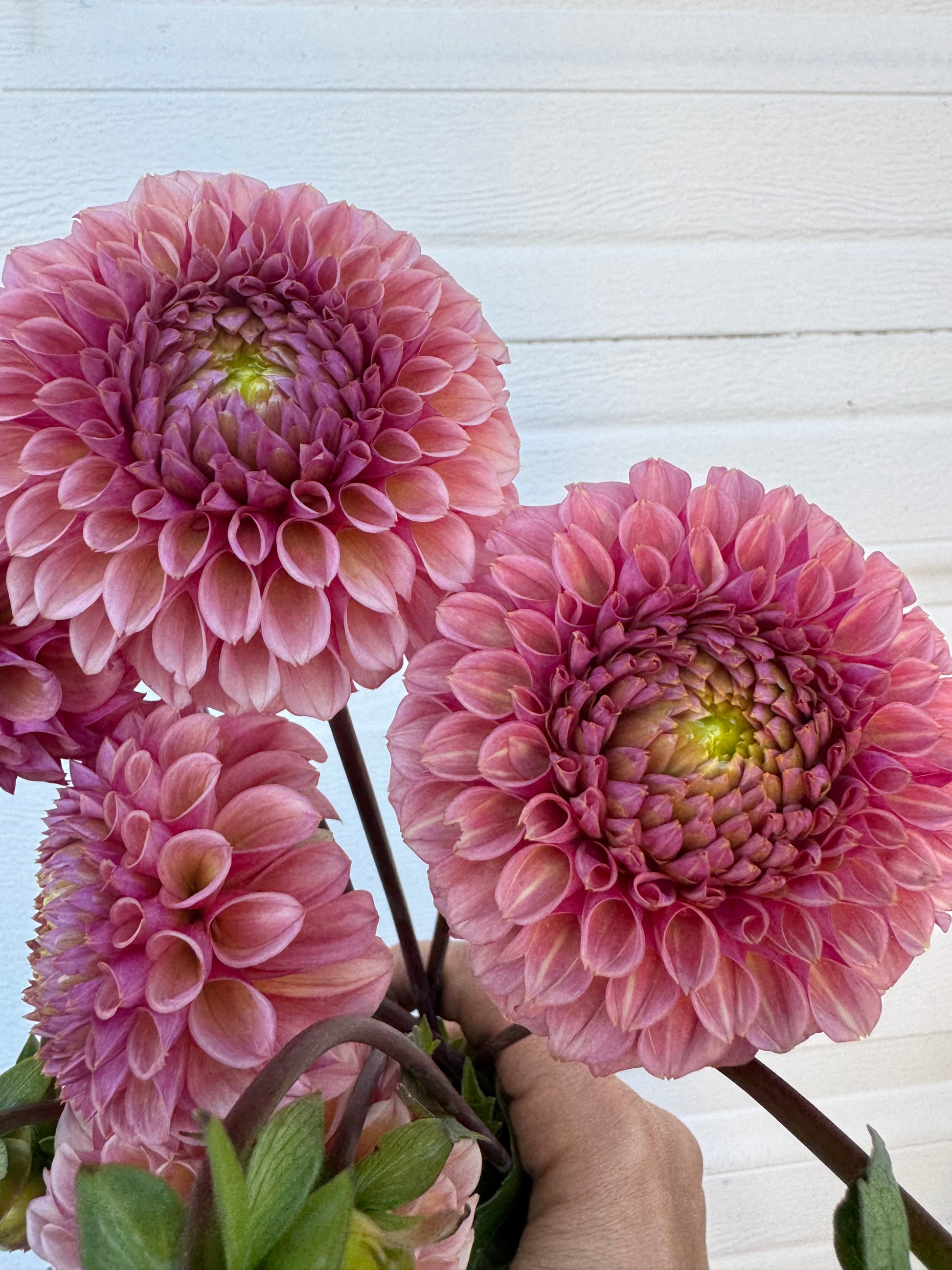 A handful of Bracken Rose dahlias.