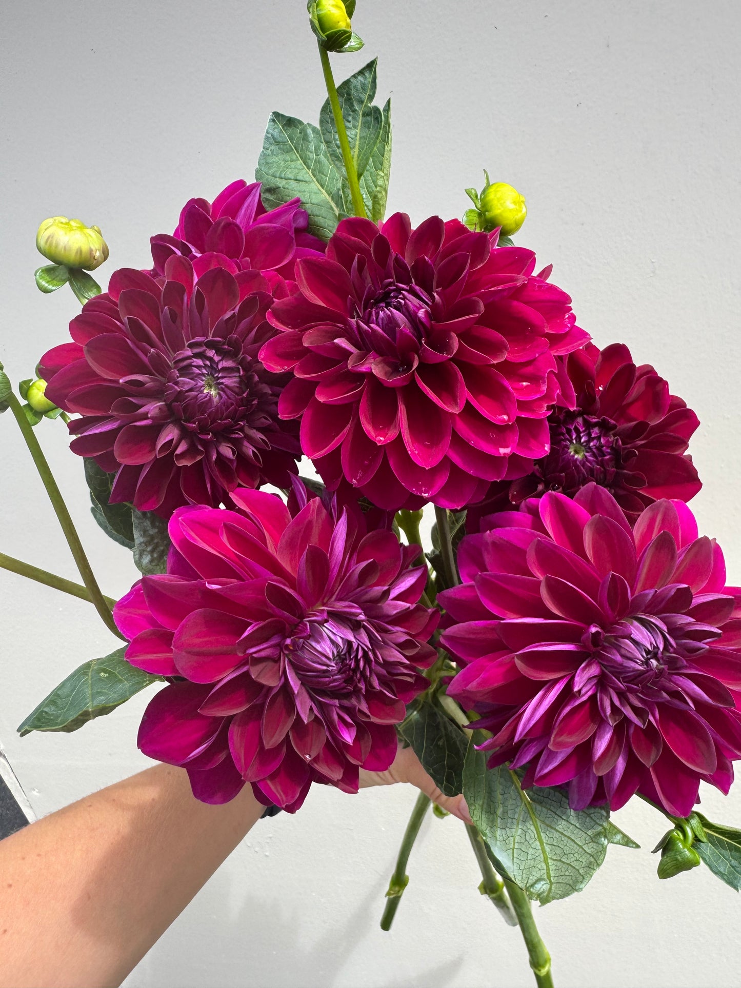 Bouquet of vibrant purple and pink flowers held by a hand against a light background