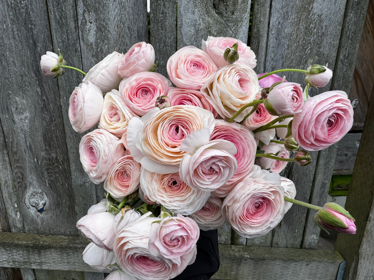 Romance Seine Ranunculus (5 corms)
