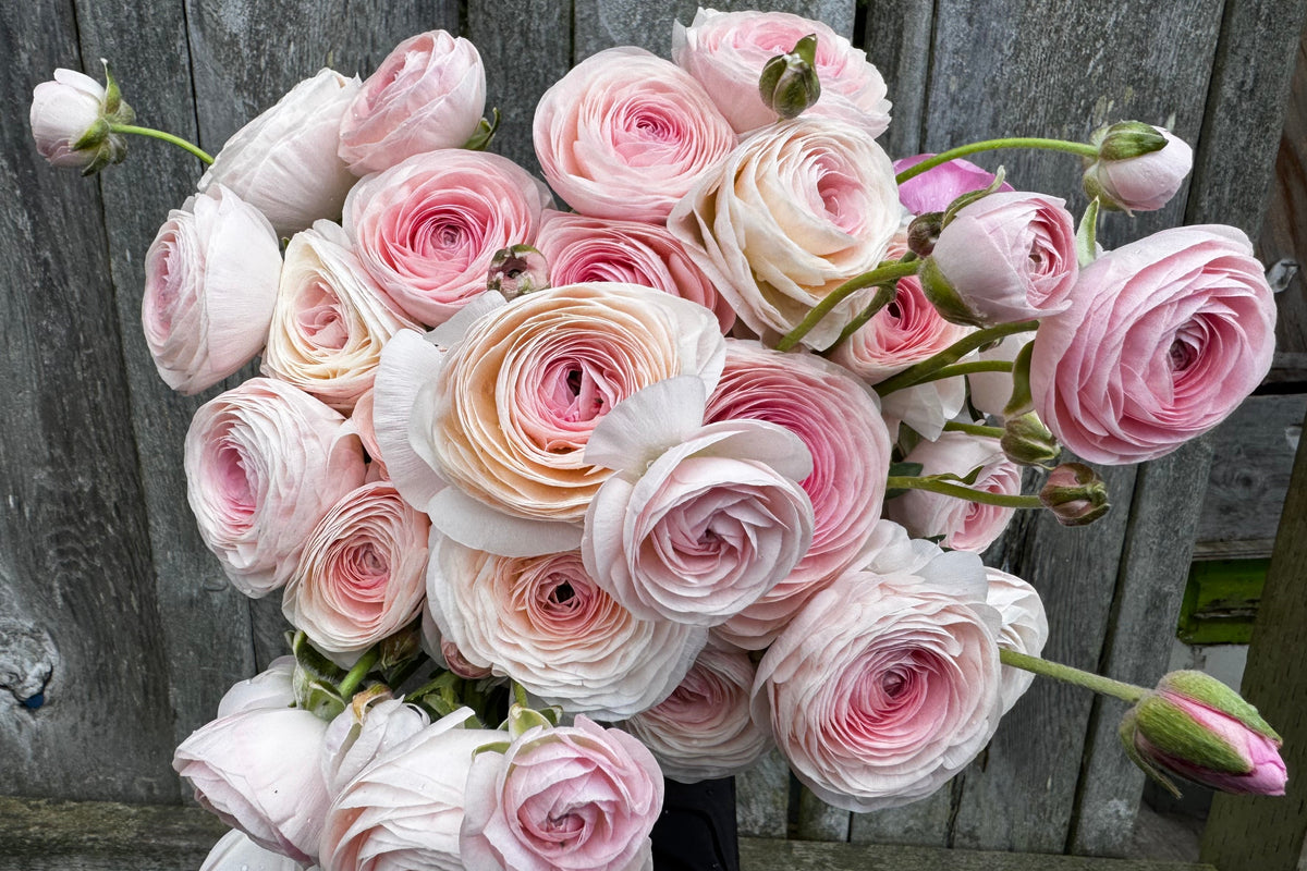 A dense bouquet of light pink and blush peach ranunculus flowers with green stems, held in front of a weathered gray wooden fence.