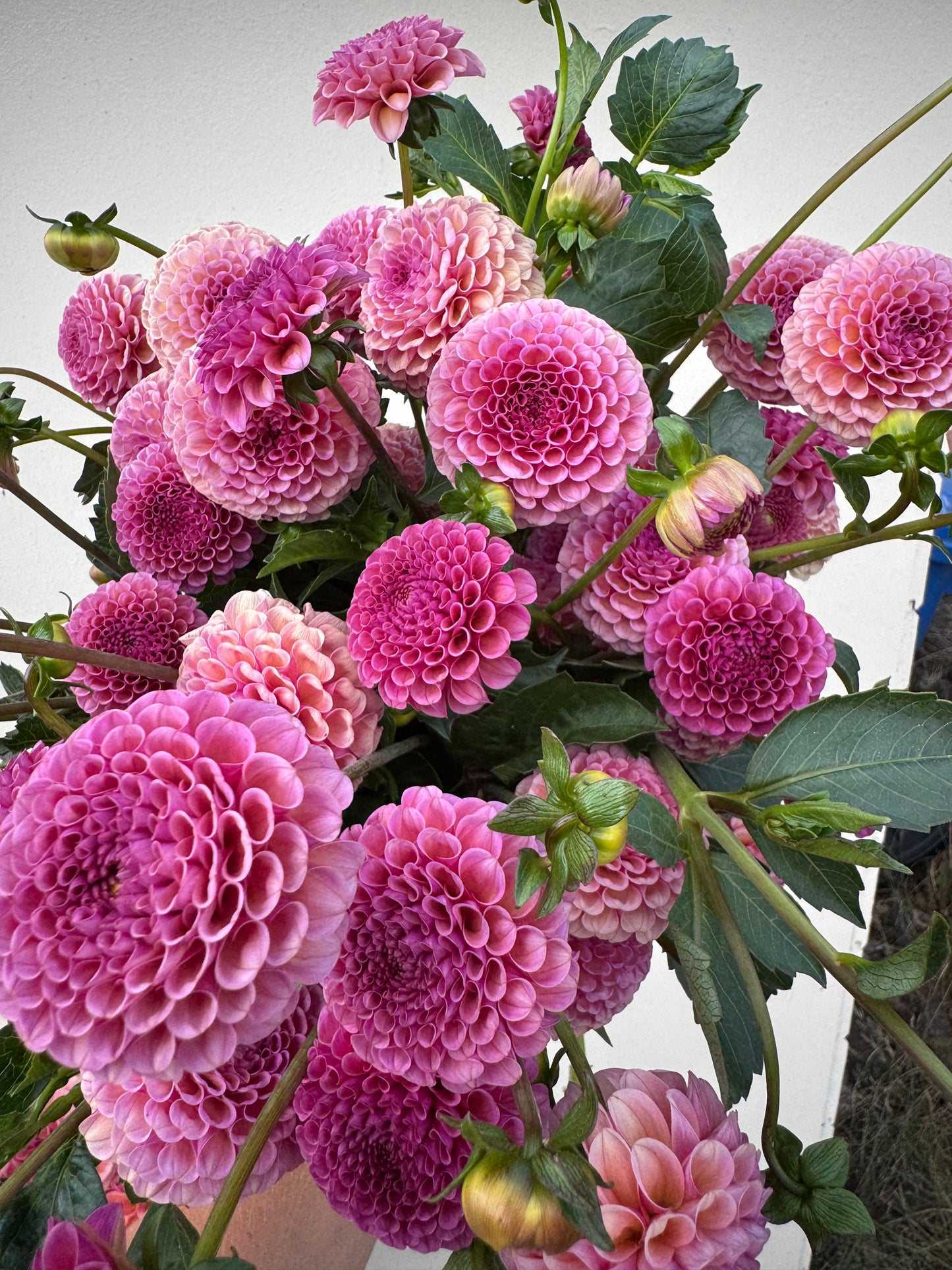 A handful of Koko Puff dahlias