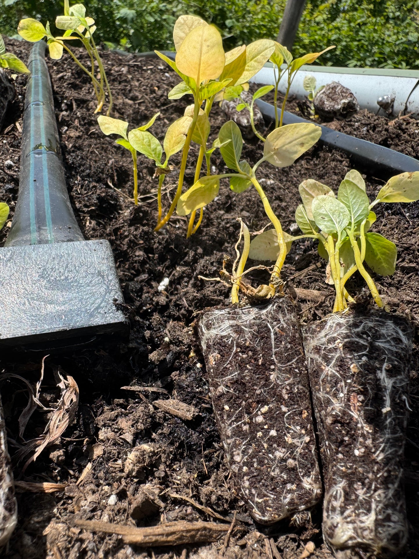 Amaranth seedlings - bronze (6 seedlings)