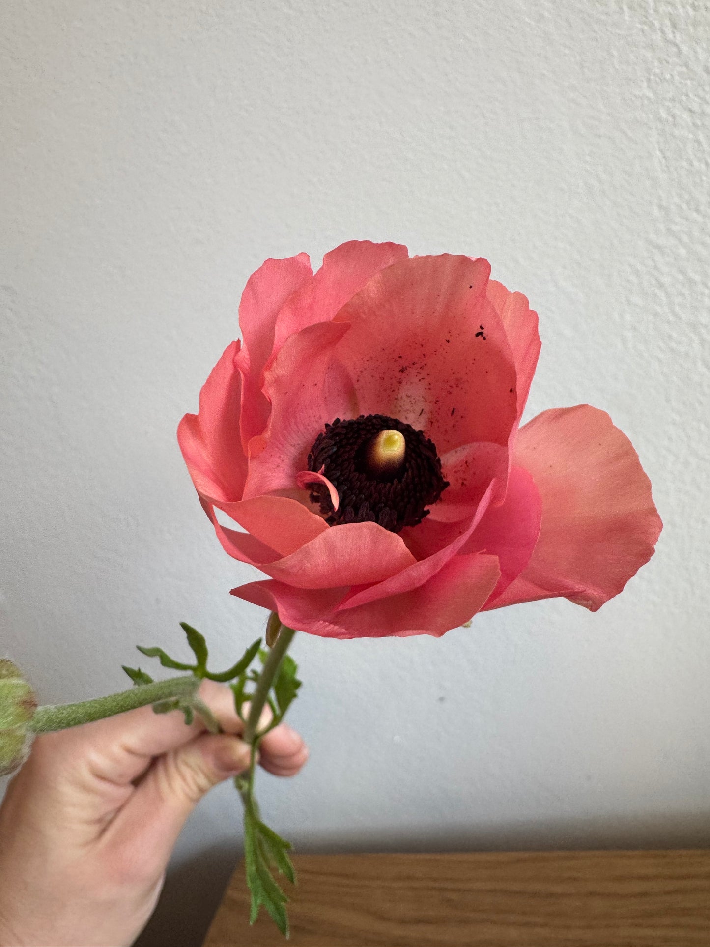 Ranunculus pink mix (10 corms)