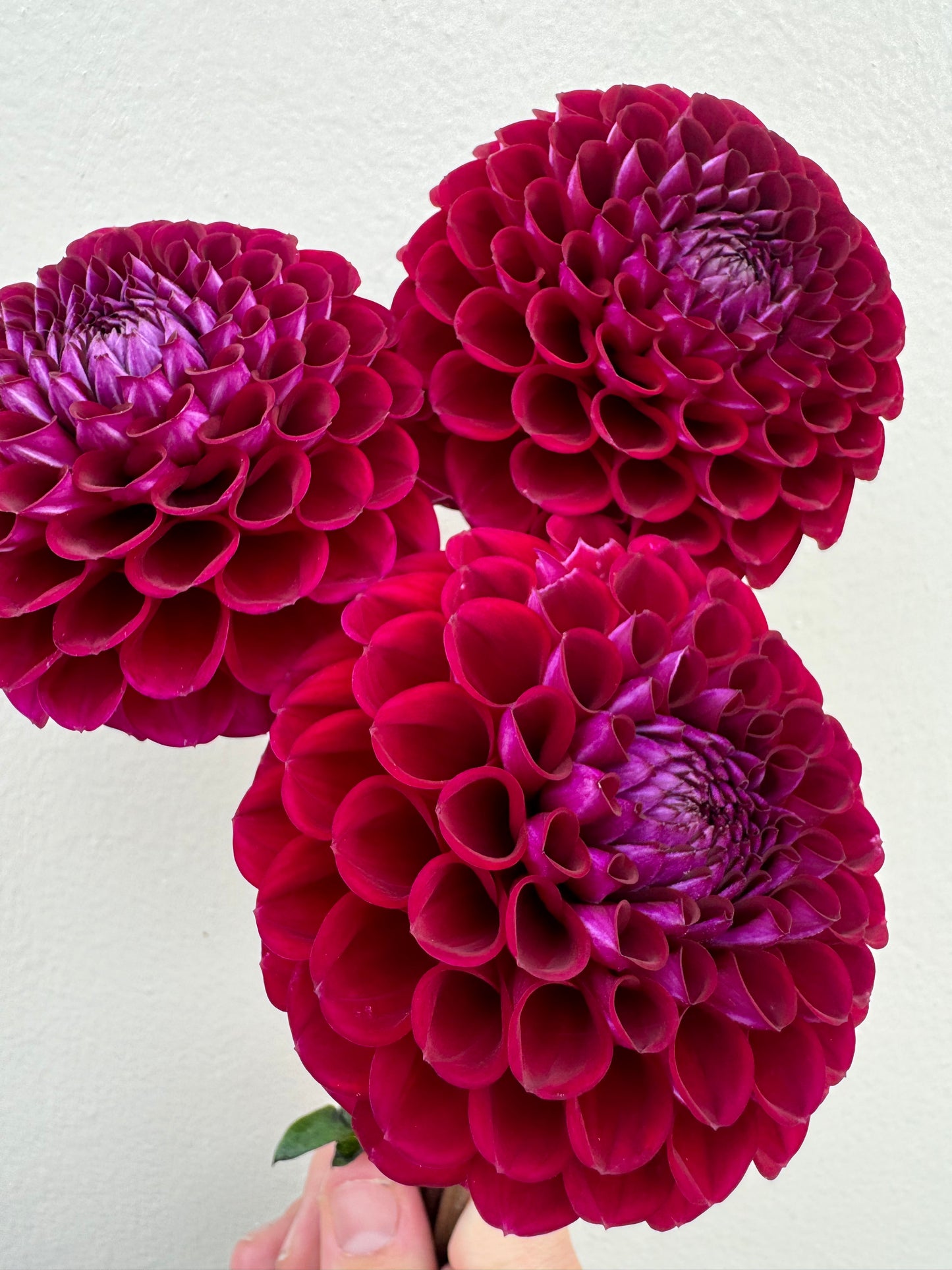 A handful of Ivanetti dahlia blooms.