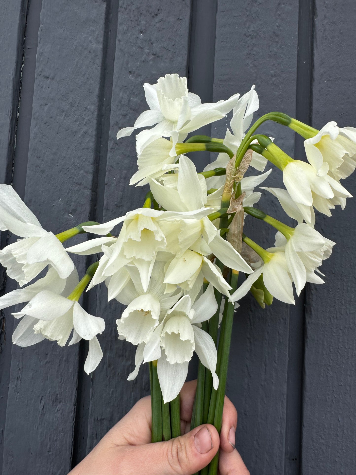 Daffodil - Thalia  (10 bulbs)