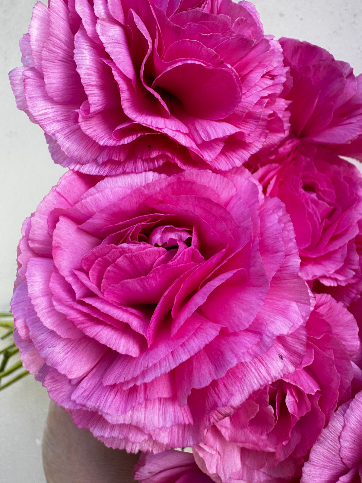 Romance Mercury Ranunculus (5 corms)
