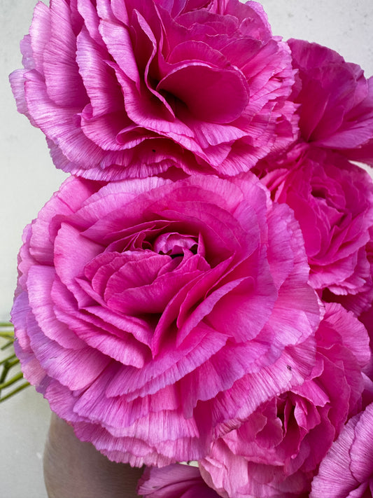 Romance Mercury Ranunculus (5 corms)