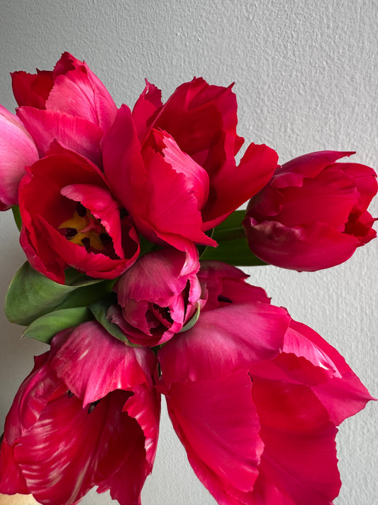 Lady Van Eijk Tulips (10 bulbs)