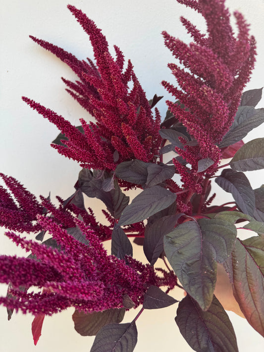 Amaranth seedlings - crimson (6 seedlings)